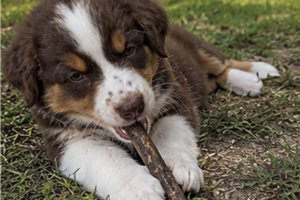 Felicity - Miniature Australian Shepherd for sale