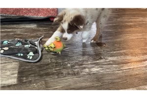 Gabriel - Miniature Australian Shepherd for sale