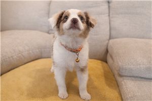 Flora - puppy for sale