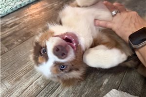 Gabriel - puppy for sale