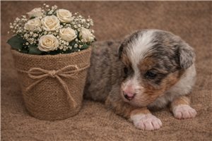 Foster - puppy for sale