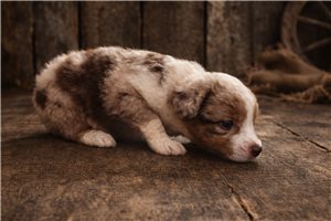 Farrah - Miniature Australian Shepherd for sale