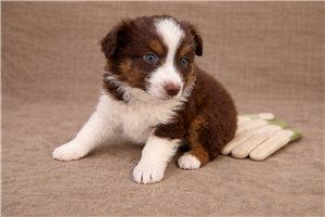 Fairy - Miniature Australian Shepherd for sale