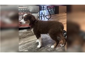 Felicity - Miniature Australian Shepherd for sale