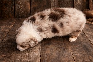 Fuller - Miniature Australian Shepherd for sale