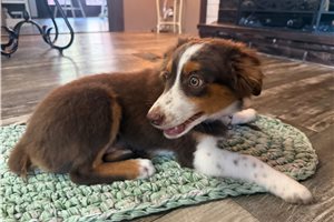 Felicity - puppy for sale