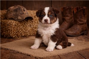 Fairy - puppy for sale