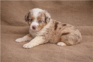 Ferris - puppy for sale