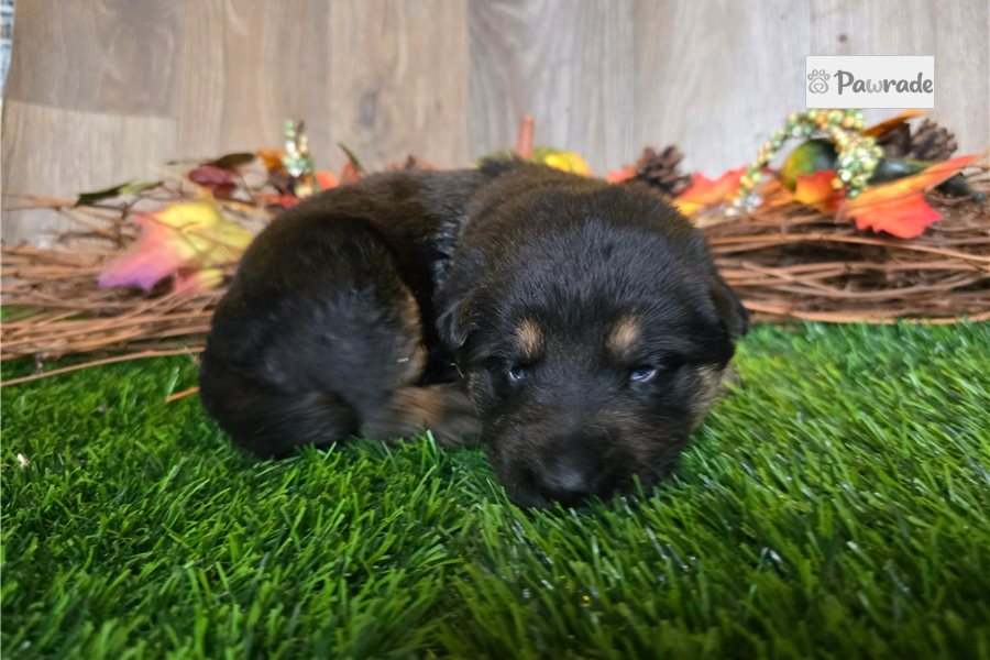 Jocelyn, female German Shepherd puppy for sale