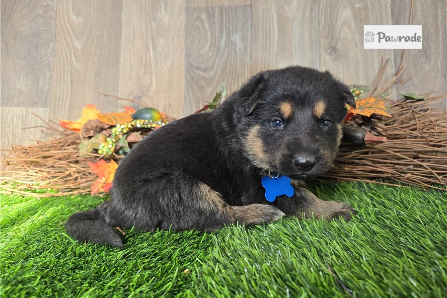 Joseph - German Shepherd for sale
