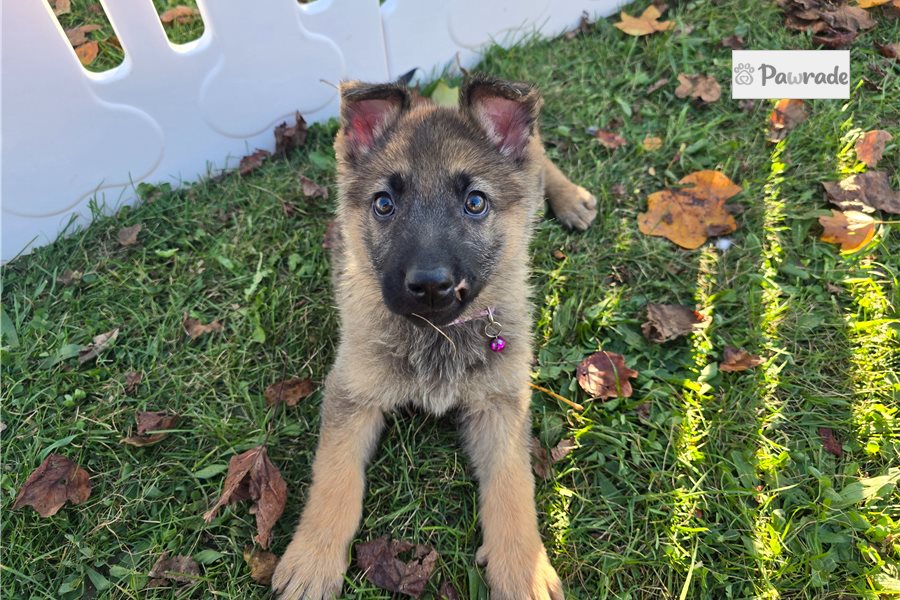 Luciana - German Shepherd for sale