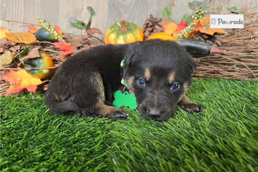 Jeremiah - German Shepherd for sale