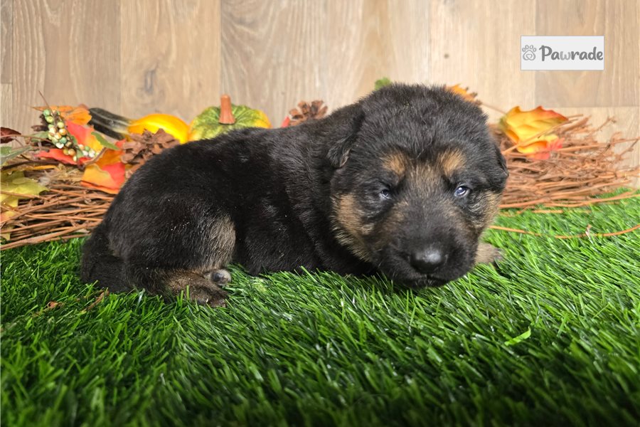 Jace, male German Shepherd puppy for sale