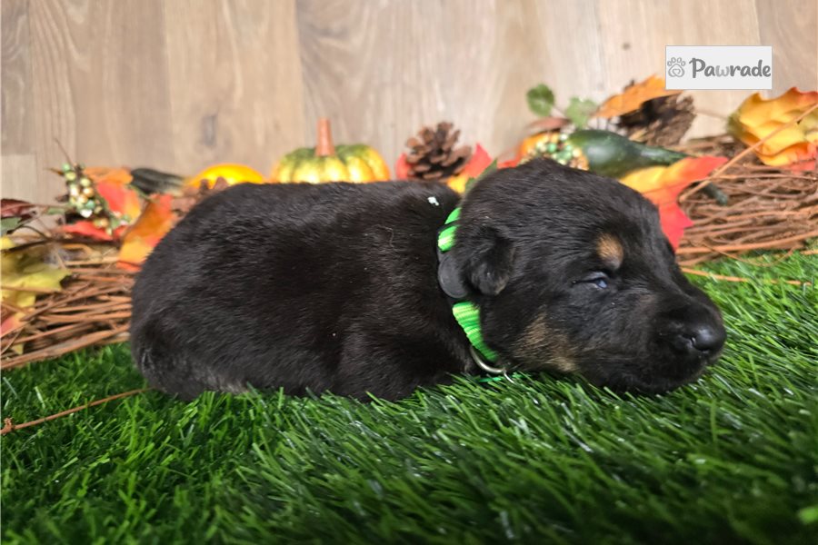 Jeremiah - German Shepherd for sale