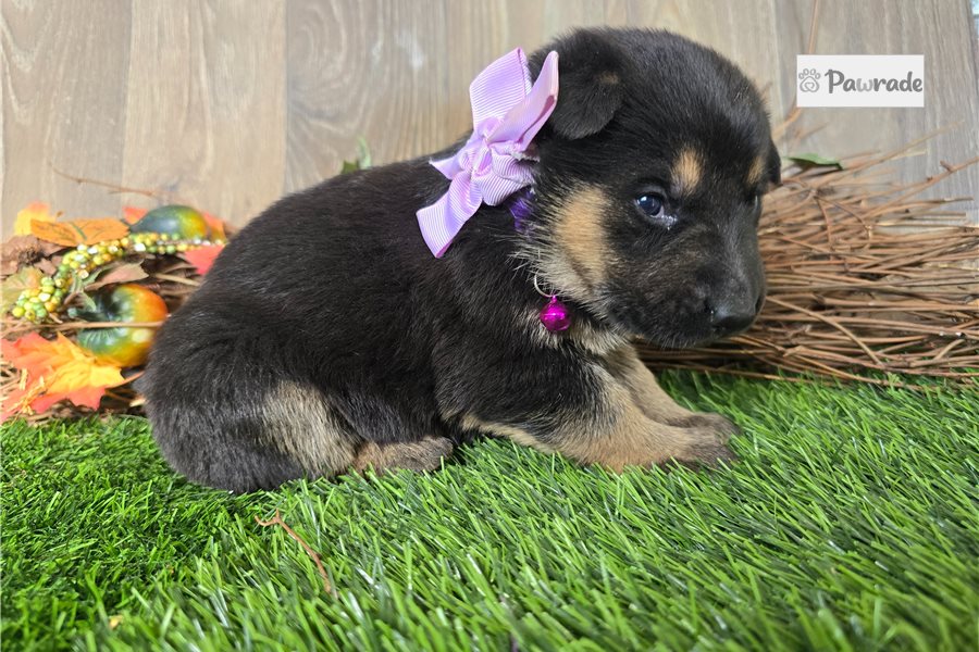 Jocelyn - German Shepherd for sale