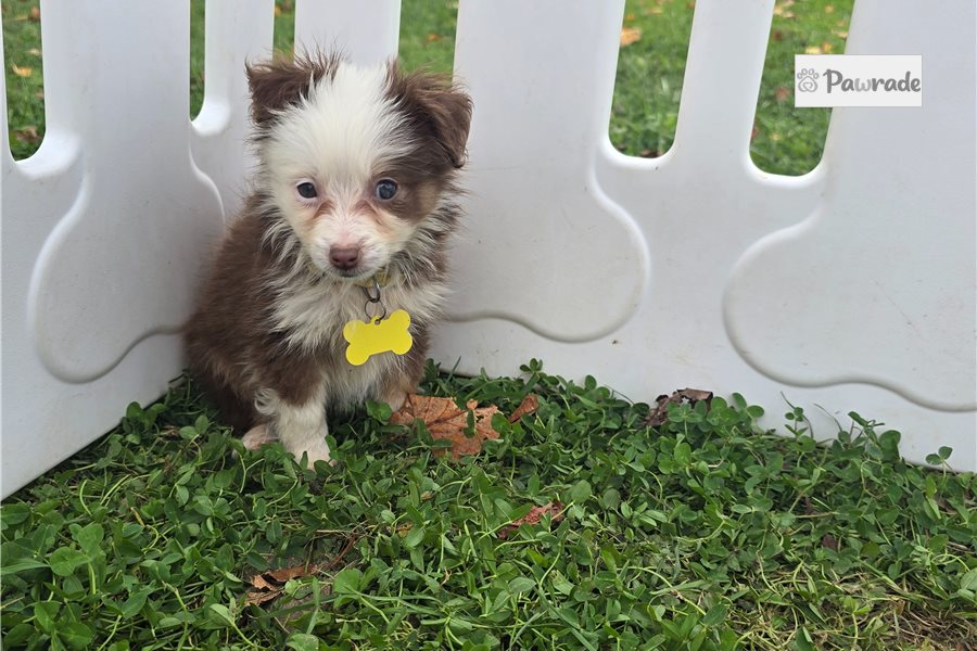 Bessie - Miniature Australian Shepherd for sale