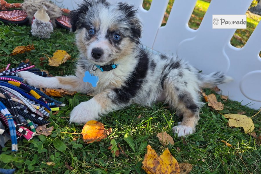 Issac - Miniature Australian Shepherd for sale