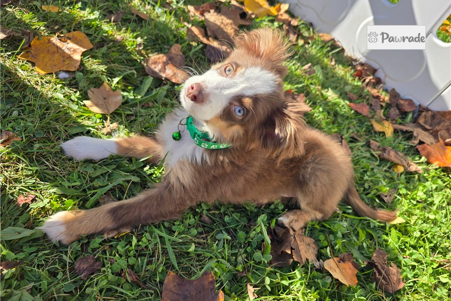 Chief - Miniature Australian Shepherd for sale