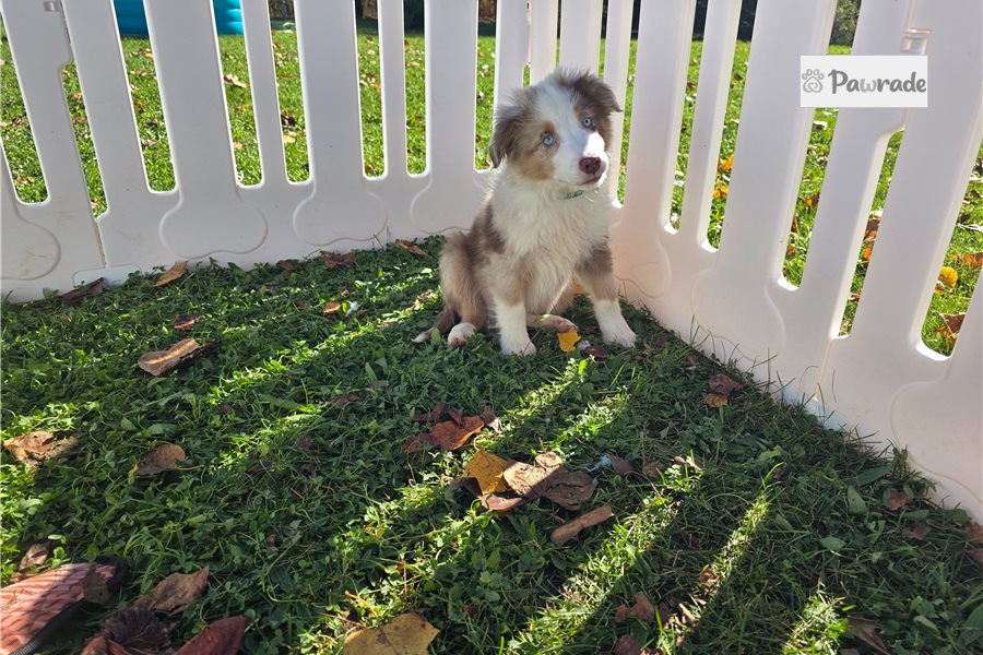 Barry - Miniature Australian Shepherd for sale