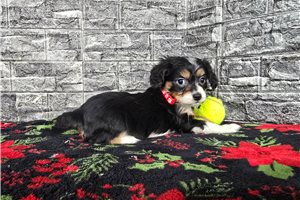 Brent - Aussalier for sale