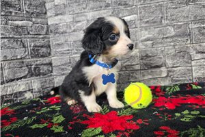Blake - puppy for sale