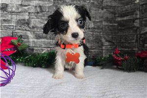 Baggins - Aussalier for sale