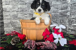 Bernadette - Aussalier for sale