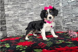 Brooklyn - Aussalier for sale