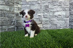 Scout - Australian Shepherd for sale