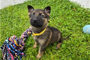Melinda - German Shepherd for sale