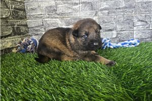 Memphis - German Shepherd for sale