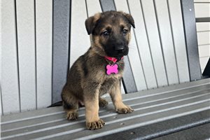 Jillian - puppy for sale