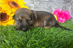 Melinda - puppy for sale