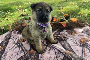 Darlene - puppy for sale