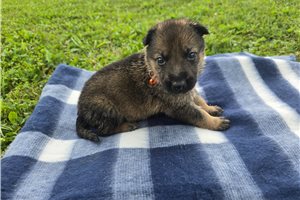 Memphis - German Shepherd for sale