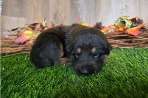 Jocelyn - puppy for sale
