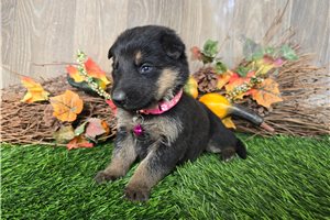 Julia - German Shepherd for sale