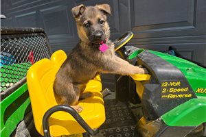 Juniper - puppy for sale