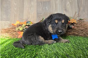 Joseph - German Shepherd for sale