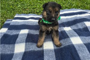 Murphy - German Shepherd for sale