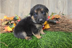 Jynx - German Shepherd for sale