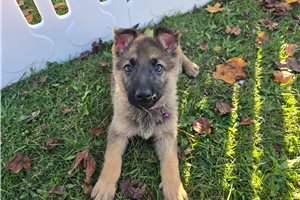 Luciana - German Shepherd for sale