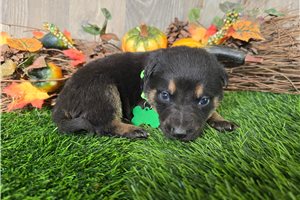 Jeremiah - German Shepherd for sale