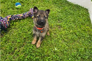 Memphis - German Shepherd for sale