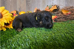 Juniper - puppy for sale