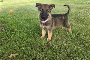 Juniper - German Shepherd for sale
