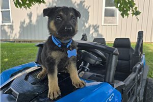 Jimmy - puppy for sale