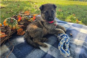 Memphis - puppy for sale