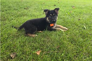 Jamison - German Shepherd for sale