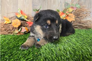 Jackson - German Shepherd for sale